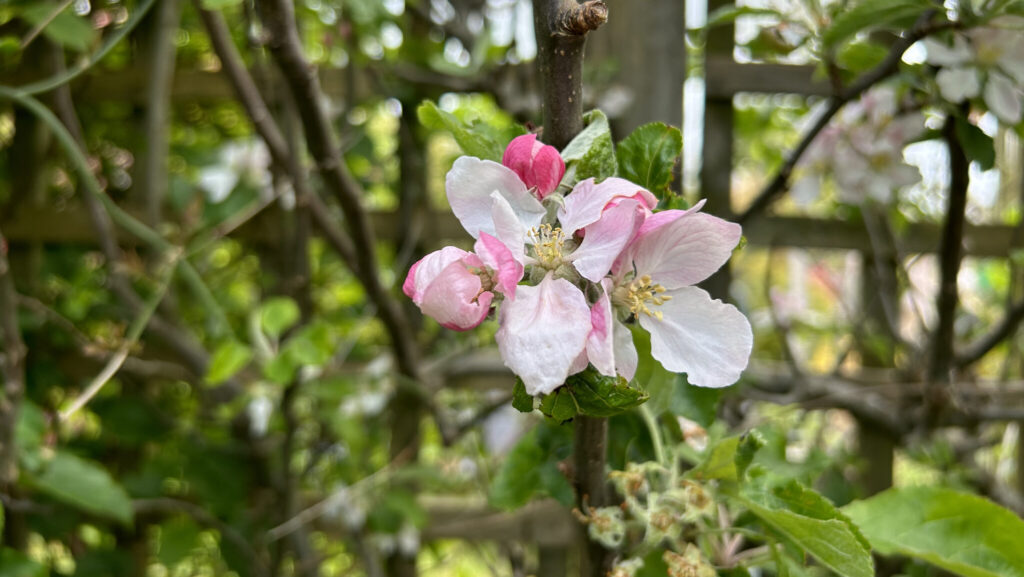 Apple blossom