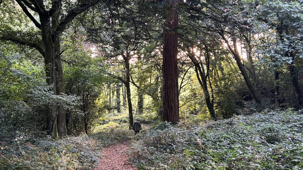 Autumn trees