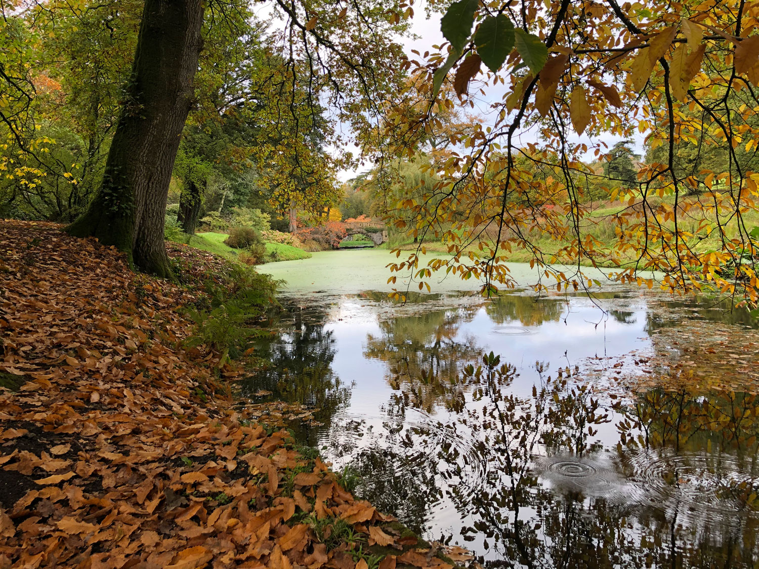 Autumn Scene